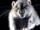 CDC warns public about cannibal rats amid coronavirus lockdown