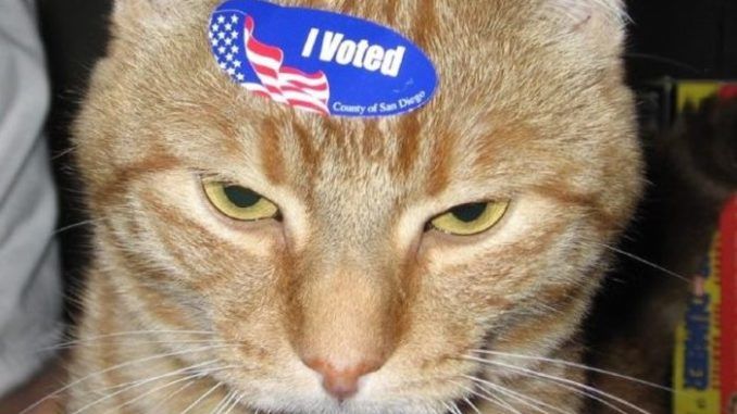 Dead cat in Georgia receives voter registration form by mail