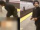 Man filmed at Manhattan subway raping woman at 11am in the morning as she screams and bystanders beg him to stop