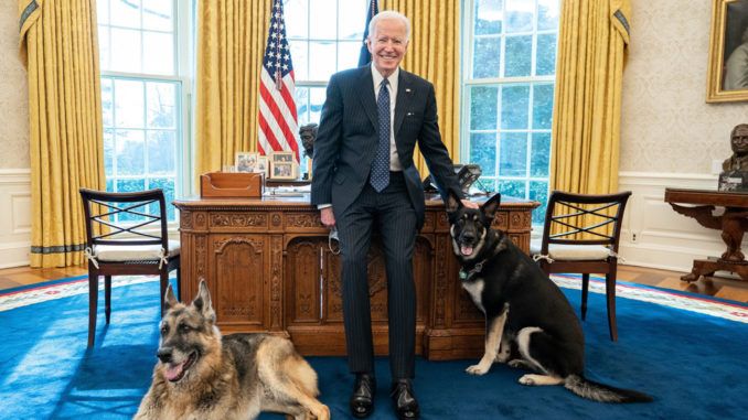 Biden and dogs