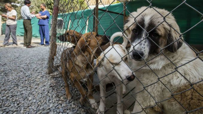 Animals rights groups say that the US has handed ‘death sentences’ to dozens of dogs left behind in Afghanistan.