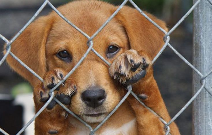 Rescue dogs in Australia brutally shot dead by government due to 'covid restrictions'