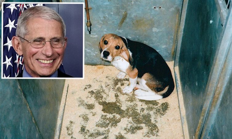 New Fauci dog experiments resulted in 10 dead beagles