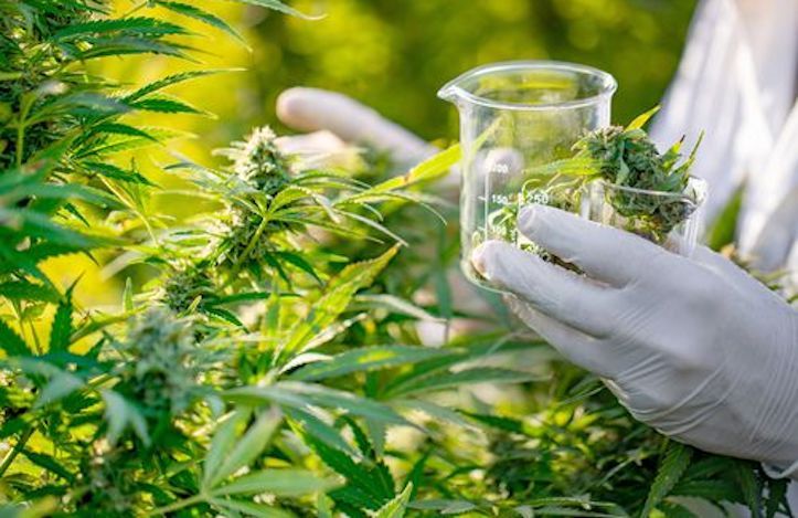 Cannabis found to prevent Covid, new study suggests