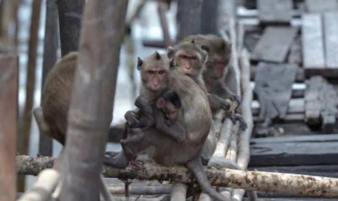 CDC monitoring residents for cold-like symptoms following lab monkey escape
