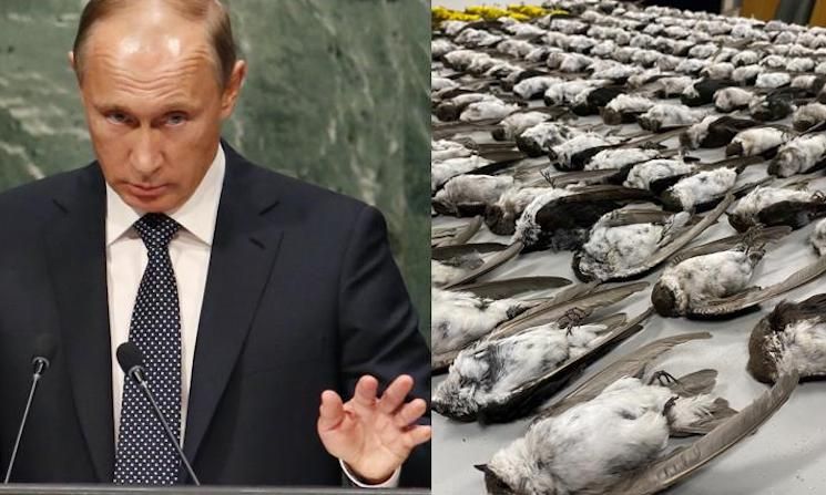 US is using birds as biological weapons to spread covid, Russia tells the UN
