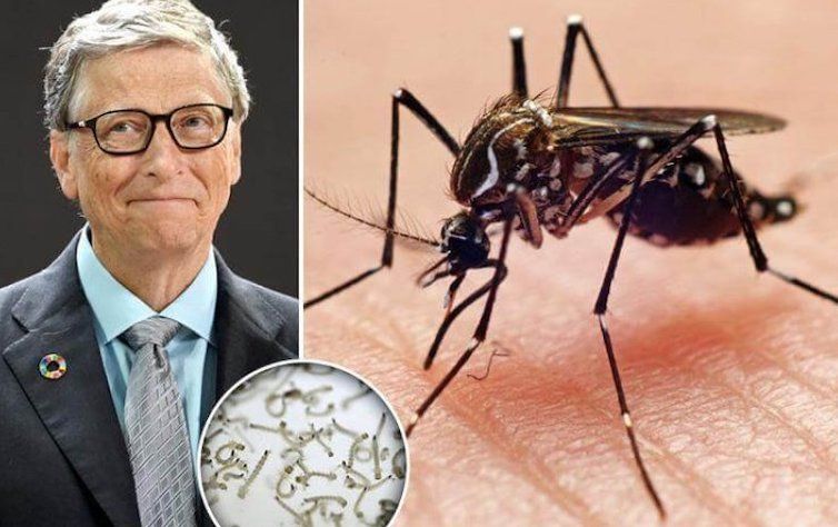 Scientists to flood California and Florida with millions of Bill Gates' GMO mosquitoes