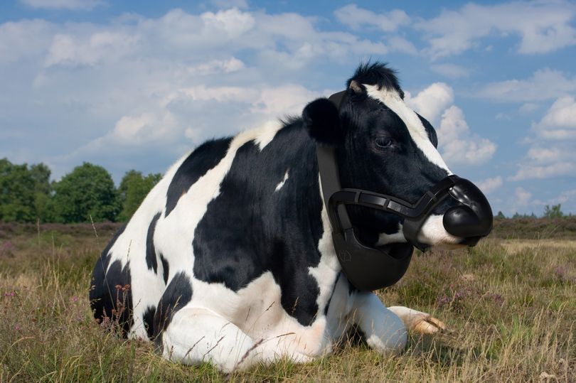 cow wearing face mask