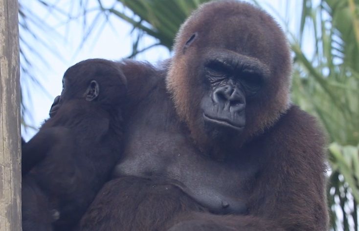 Fully jabbed gorilla dies unexpectedly