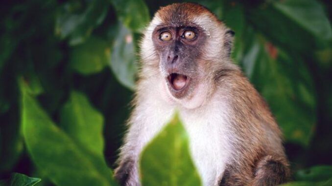WHO warns monkeypox pandemic coming