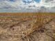 Wheat crops in Kansas are failing following cattle dropping dead