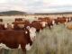 Mass cattle deaths in USA sends shockwaves through food supply industry