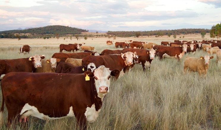 Mass cattle deaths in USA sends shockwaves through food supply industry