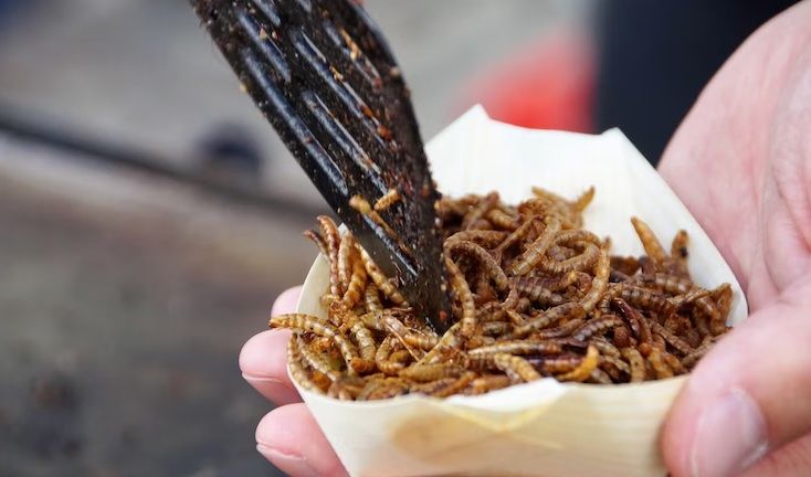UK school kids will be forced to eat bugs as part of the Great Reset agenda