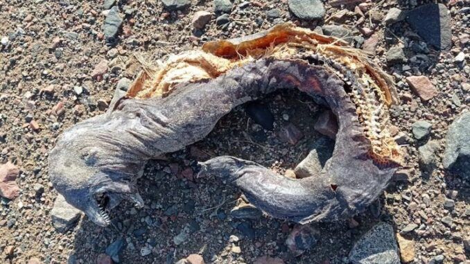 Scientists baffled as alien-like creatures begin appearing all over the world