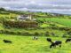 Ireland farm