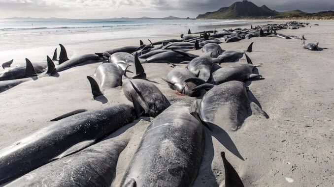 500 whales die amid unprecedented deaths of millions of birds worldwide