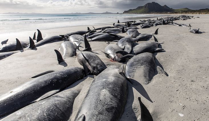 500 whales die amid unprecedented deaths of millions of birds worldwide