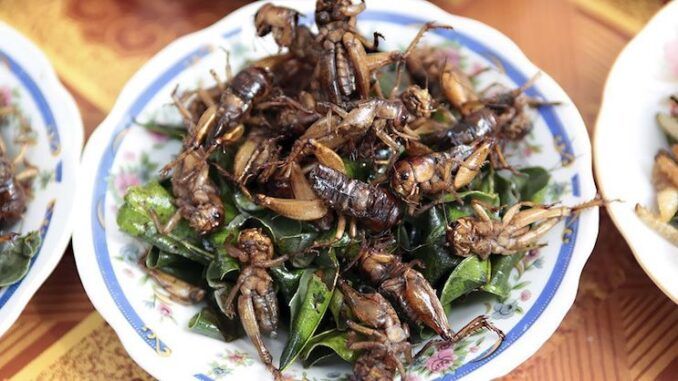 WaPo tells Americans to eat bugs this Christmas