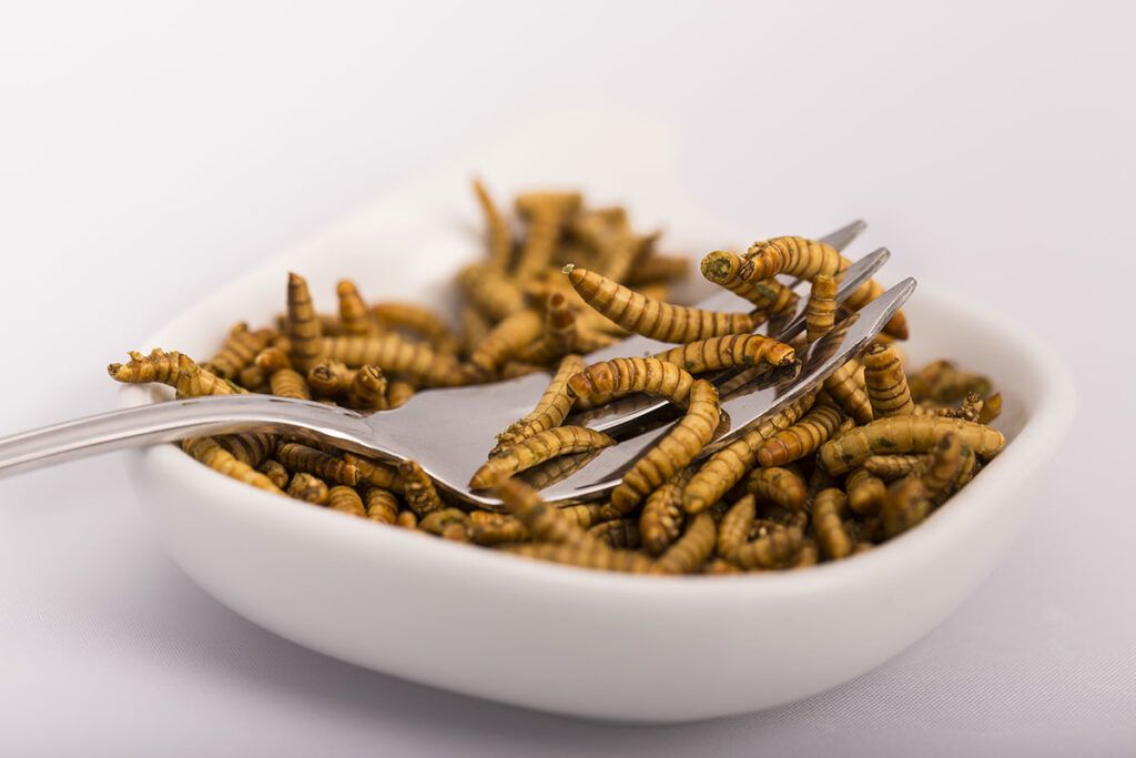 insects for human food