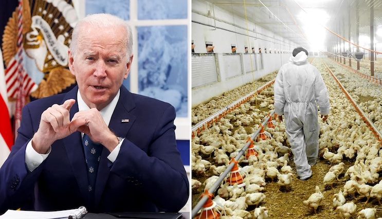President Biden announces plan to pump mRNA vaccines into millions of chickens
