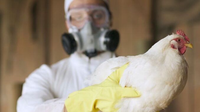 New mRNA jabs being prepared for new bird flu plandemic