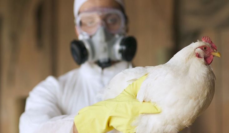 New mRNA jabs being prepared for new bird flu plandemic