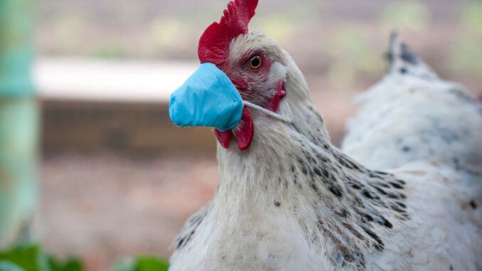 bird flu chicken with mask
