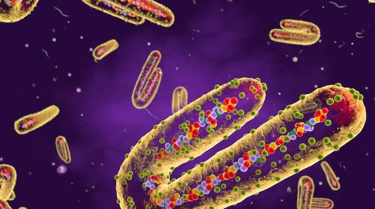 CDC warns Marburg virus poses new pandemic risk