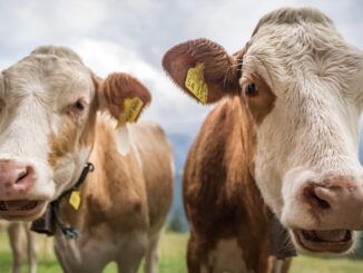 Ireland to slaughter millions of its cows to save the planet as part of WEF agenda