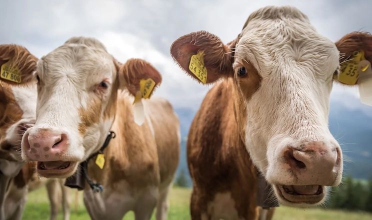 Ireland to slaughter millions of its cows to save the planet as part of WEF agenda