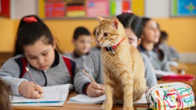 uk school cat