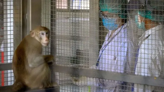 HIV infected green monkey DNA found in COVID vaccinations