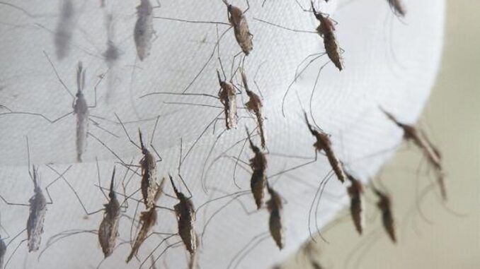 Deadly malaria found in US for first time following rollout of Bill Gates 'GMO mosquitoes'
