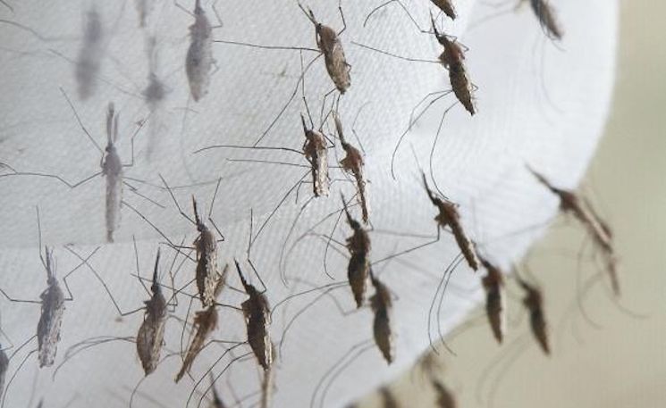Deadly malaria found in US for first time following rollout of Bill Gates 'GMO mosquitoes'