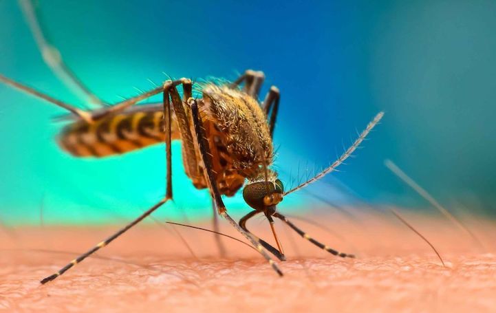 CIA caught conducting mosquito experiments in India