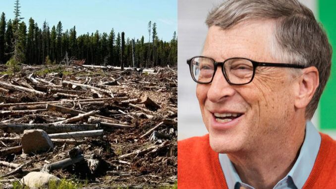 Bill Gates trees