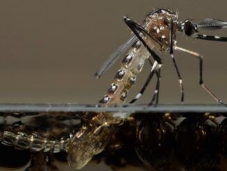Bill Gates GMO mosquitoes causing disease outbreak