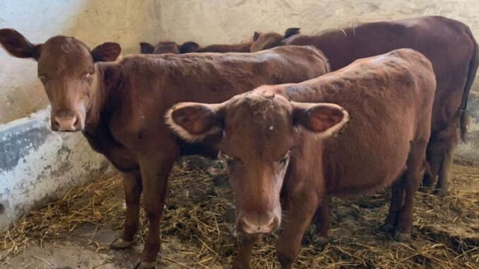Red Heifers in Israel signals coming end of world times.