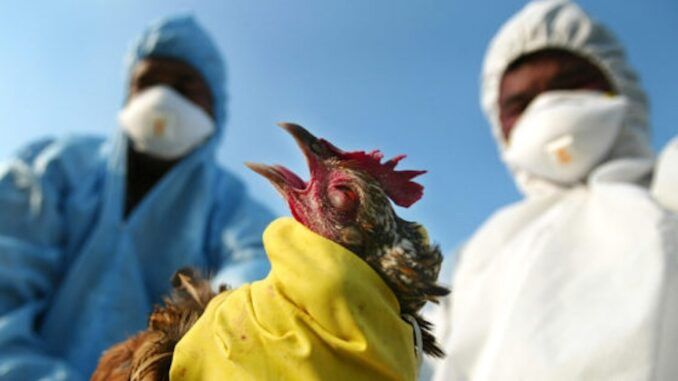 WHO orders global lockdown as first Bird Flu case detected in Australia.