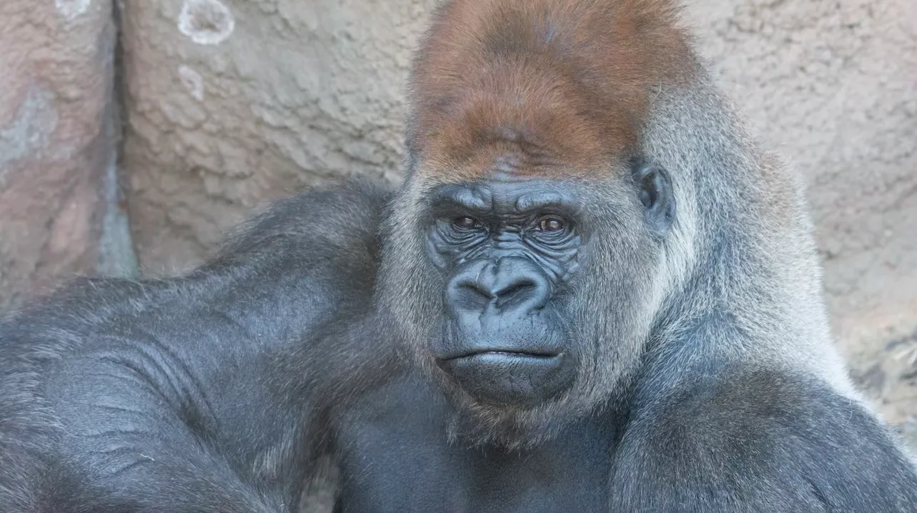 ‘Little Joe,’ St. Louis Zoo Gorilla, Dies From Cardiac Arrest Following ‘Experimental’ Covid Vaccine