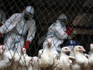 WHO urges government's to cancel upcoming elections due to bird flu outbreak