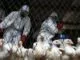 ВОЗ призывает правительство отменить предстоящие выборы из-за вспышки птичьего гриппа